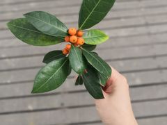 -马奴干岛