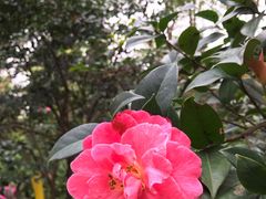 -金花茶公园