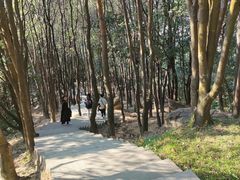 -火炉山森林公园