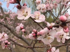 -大兴滨河森林公园