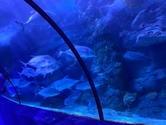 -左海海底世界