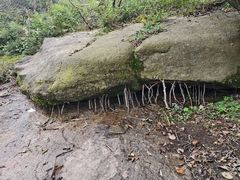 -鲁山国家森林公园