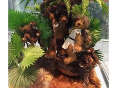 -济州岛泰迪熊博物馆