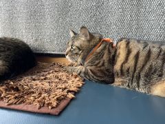 -伟伟宠物医院·瑞派猫友好医院·猫科(光谷店)