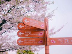 -顾村公园
