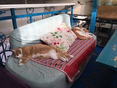 -Sirena海妖日咖夜酒