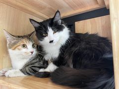-乖乖宠物医院·猫科·急重症中心(车站北路分院)