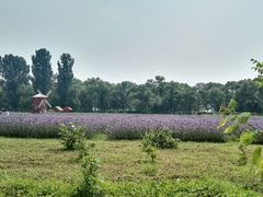 -北京东方普罗旺斯薰衣草庄园