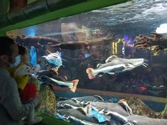 -顺德南宏海立方海洋公园