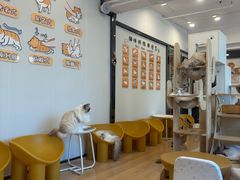 -有喵·猫咖·狗咖·40+猫狗有小奶狗(岗厦店)