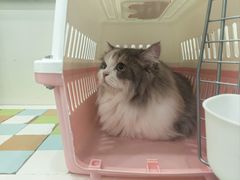 -瑞鹏宠物医院·宠保定点·心脏科·内科(御桥分院)
