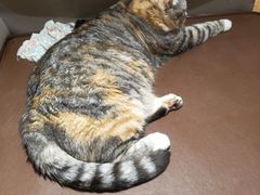 -MOCHA明星猫咖(田子坊店)