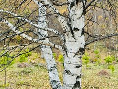 -塞罕坝国家级自然保护区