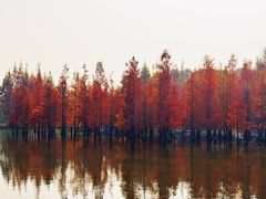 -白鹭湾湿地公园