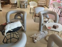 -藏猫猫咖啡主题馆(中央大道店)