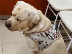 -艾贝尔宠物医院·狂犬免疫点(江山金象城店)