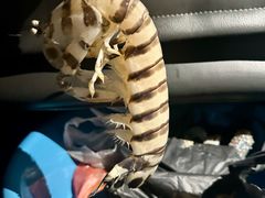 -仙本那小型鱼市