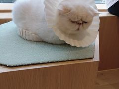-CAT’S MEWSTAR CAFE·喵星球猫屋(晴湾咖啡店)