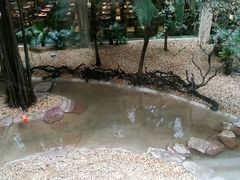 -麒麟中餐厅·经典粤菜·地道菜式老字号(广州长隆酒店)
