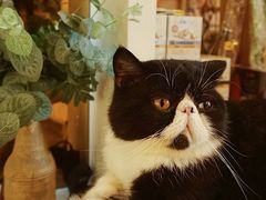 -猫爷宠物生活馆·撸猫馆