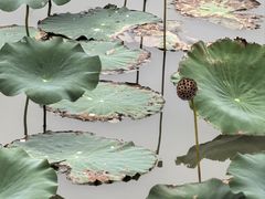 -荷兰花海