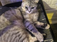 -平行世界·猫咖(首经贸店)
