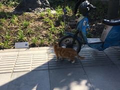 猫-静安雕塑公园