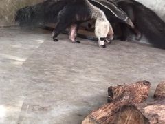 -上海动物园(地铁站)