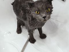 -爱洗澡的猫(天河路店)