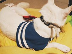 -逗柴咖啡屋·狗咖猫咖宠物桌游