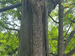 -上海佘山国家森林公园天马山园