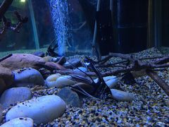 -上海海洋水族馆