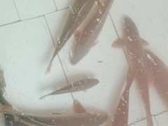 -水库活鱼馆(于桥水库店)