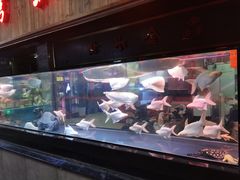 -中环花鸟鱼虫市场