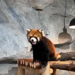 -Zoolung Zoolung动物主题公园(海信广场店)