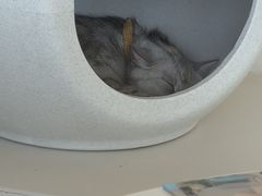 -怪兽屋·羊驼·猫咖·狗咖(俊华广场店)