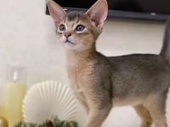 -猫十亿·布偶金渐层·曼基康矮脚猫舍(青年路店)