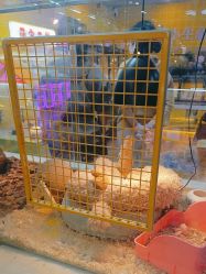 点击看大图 -神奇动物撸宠馆·羊驼·小浣熊·异宠(豫园店)