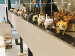 -飞行喵MR PILOT|猫舍·猫咖(静安大融城店)