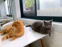 -喵的天空名猫咖啡馆·撸猫·猫舍·用品