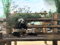 -西霞口神雕山野生动物世界