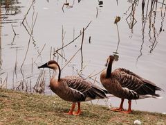 -朝阳公园游乐园