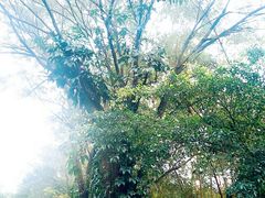 -滴水岩森林公园
