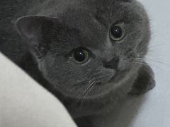 -暖阳宠物医院·犬猫康复中心·骨科