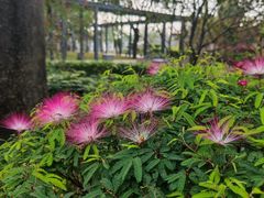 -顺峰山公园