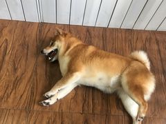 -喵的天空名猫咖啡馆·撸猫·猫舍·用品