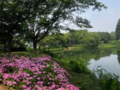 -金银湖国家城市湿地公园