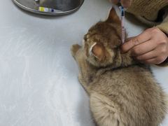 -中农国际动物医院24小时·猫科·骨科·急重症中心