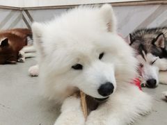 -星多哈·狗咖·拼豆·咖啡