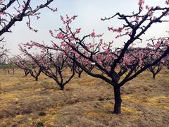 -田园东方蜜桃村的田野营地